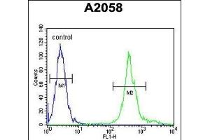 MRPS24 Antibody (Center) (ABIN654454 and ABIN2844188) flow cytometric analysis of  cells (right histogram) compared to a negative control cell (left histogram).