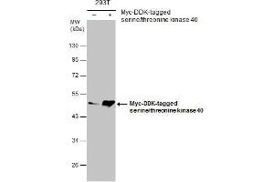 WB Image Non-transfected (–) and transfected (+) 293T whole cell extracts (30 μg) were separated by 10% SDS-PAGE, and the membrane was blotted with serine/threonine kinase 40 antibody [N3C3] , diluted at 1:5000. (STK40 Antikörper)
