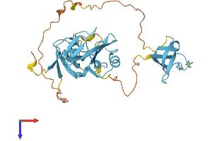 CrkL Protein (AA 1-303) (His tag)