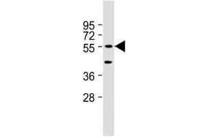 Western blot testing of mouse NIH3T3 cell lysate with DNAJC3 antibody at 1:2000.