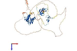 MDM2 Protein (AA 1-491) (His tag)