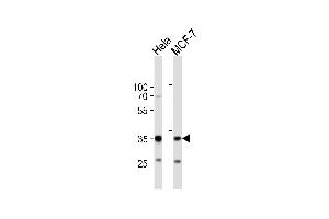 Western blot analysis of lysates from Hela, MCF-7 cell line (from left to right), using SNAI1 Antibody (N-term R8) (ABIN388812 and ABIN2839130). (SNAIL Antikörper  (N-Term))