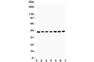 Western blot testing of Decorin antibody and Lane 1:  rat liver;  2: (r) kidney;  3: (r) spleen;  4: (r) lung;  5: human MCF-7;  6: (h) SW620;  7: (h) HEPG2 (Decorin Antikörper  (AA 31-359))
