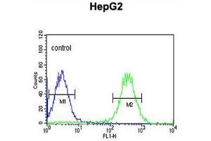 ARSI Antibody (C-term) flow cytometric analysis of HepG2 cells (right histogram) compared to a negative control cell (left histogram). (Arylsulfatase I Antikörper  (C-Term))