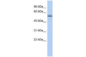 BTN2A1 antibody used at 1 ug/ml to detect target protein.