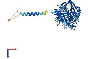 TMPRSS11F Protein (AA 1-438) (His tag)