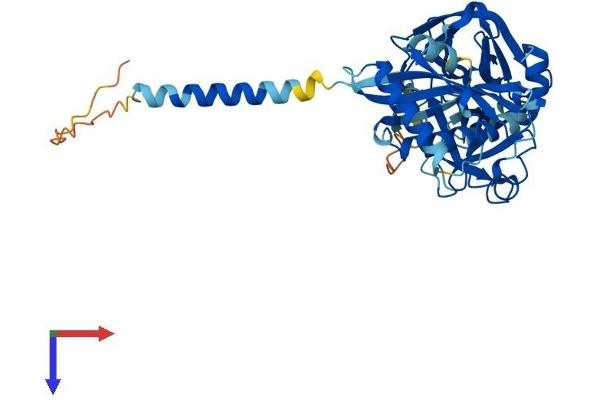 TMPRSS11F Protein (AA 1-438) (His tag)