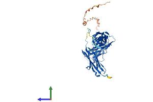AlphaFold protein structure predicition of Human Recombinant MYBPH Protein, UniprotID Q13203