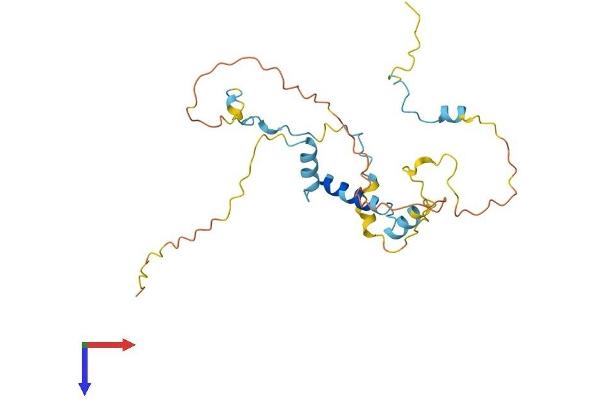 Myozenin 3 Protein (MYOZ3) (AA 1-251) (His tag)