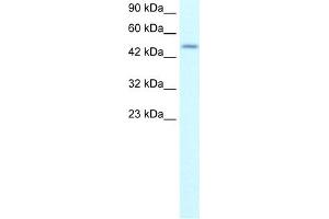 WB Suggested Anti-ALX4 Antibody Titration:  0. (ALX4 Antikörper  (N-Term))