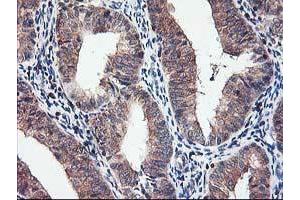 Image no. 2 for anti-Chromosome X Open Reading Frame 26 (CXorf26) antibody (ABIN1497690) (CXorf26 Antikörper)