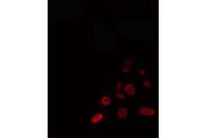 ABIN6274342 staining 293 cells by IF/ICC.