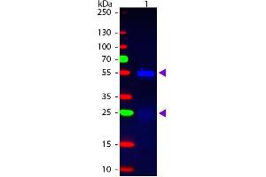 Western blot of Fluorescein conjugated Donkey Anti-Rabbit IgG Pre-Adsorbed secondary antibody. (Esel anti-Kaninchen IgG (Heavy & Light Chain) Antikörper (FITC) - Preadsorbed)
