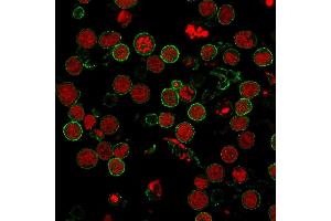 Immunofluorescence staining of MOLT-4 cells using CD6 MAb (3F7B5) followed by goat anti-Mouse IgG conjugated to CF488 (green). (CD6 Antikörper)