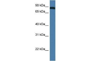 WB Suggested Anti-Traf3ip1 Antibody Titration: 1. (TRAF3IP1 Antikörper  (N-Term))