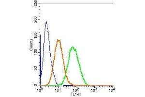 Human HepG2 cells probed with Rabbit Anti-CK7 Polyclonal Antibody, FITC Conjugated . (Cytokeratin 7 Antikörper  (AA 251-350) (FITC))