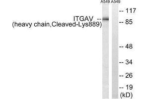 Western Blotting (WB) image for anti-Integrin alpha V (ITGAV) (Cleaved-Lys889) antibody (ABIN1853572)