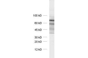 Synapsin III Antikörper  (AA 417-434)