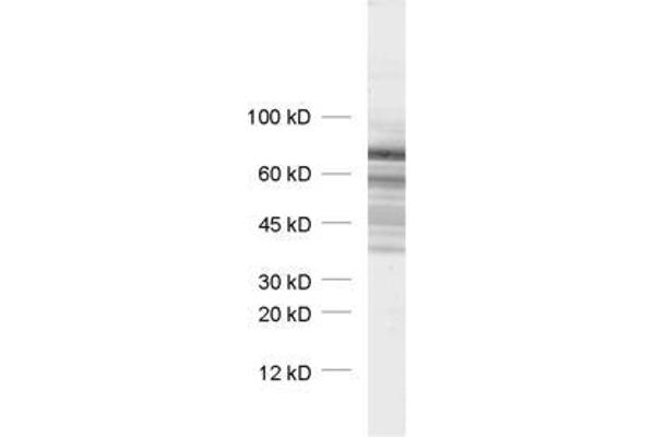 Synapsin III Antikörper  (AA 417-434)