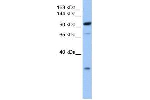 WB Suggested Anti-AP2B1 Antibody Titration: 0. (AP2B1 Antikörper  (C-Term))