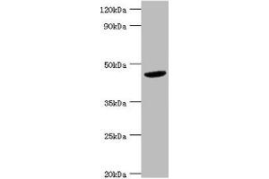Western blot All lanes: BCKDK antibody at 5 μg/mL + Hela whole cell lysate Secondary Goat polyclonal to rabbit IgG at 1/10000 dilution Predicted band size: 47, 38, 42 kDa Observed band size: 47 kDa (BCKDK Antikörper  (AA 153-412))