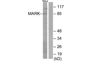 Western Blotting (WB) image for anti-MAP/microtubule Affinity-Regulating Kinase 1 (MARK1) (Internal Region) antibody (ABIN1850026)