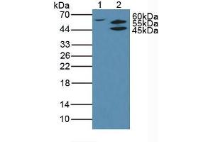 Figure. (AKT2 Antikörper  (AA 142-412))