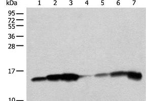 Western blot analysis of 293T cell PC-3 cell HEPG2 cell Mouse liver tissue lysates using CISD1 Polyclonal Antibody at dilution of 1:250 (CISD1 Antikörper)