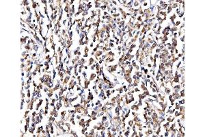 IHC analysis of NOLA1/GAR1 using anti-NOLA1/GAR1 antibody (ABIN7602076). (GAR1 Antikörper  (AA 58-165))