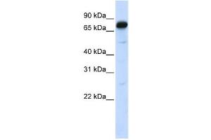 Western Blotting (WB) image for anti-Angiomotin (AMOT) antibody (ABIN2458106) (Angiomotin Antikörper)
