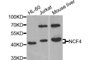 Western blot analysis of extracts of various cell lines, using NCF4 antibody (ABIN5971122) at 1/1000 dilution. (NCF4 Antikörper)
