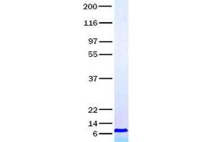 Validation with Western Blot (CCL17 Protein)