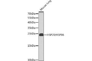 Western blot analysis of extracts of mouse lung, using HSP20/HSP20/HSPB6 antibody (ABIN6130465, ABIN6142057, ABIN6142059 and ABIN6225231) at 1:1000 dilution. (HSPB6 Antikörper  (AA 1-160))