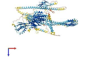 KIF16B Protein (AA 1-1317) (His tag)