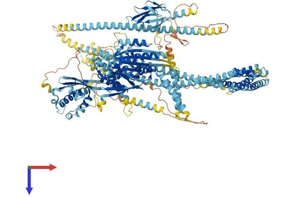 KIF16B Protein (AA 1-1317) (His tag)