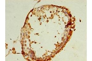 Immunohistochemistry (IHC) image for anti-Receptor Accessory Protein 4 (REEP4) (AA 78-257) antibody (ABIN7167447)