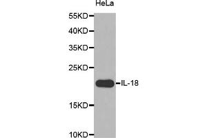 Western blot analysis of extracts of HeLa cells, using IL18 antibody (ABIN5970466) at 1/1000 dilution. (IL-18 Antikörper)