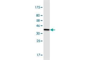 Western Blot detection against Immunogen (37. (CD72 Antikörper  (AA 117-226))