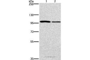 Western blot analysis of NIH/3T3 and A172 cell, using CARD14 Polyclonal Antibody at dilution of 1:800