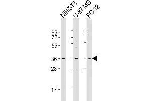 All lanes : Anti-COPS5 Antibody (Center) at 1:500-1:1000 dilution Lane 1: NIH/3T3 whole cell lysates Lane 2: U-87 MG whole cell lysates Lane 3: PC-12 whole cell lysates Lysates/proteins at 20 μg per lane. (COPS5 Antikörper  (AA 187-222))