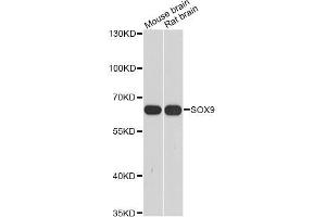 Western blot analysis of extracts of various cell lines, using SOX9 antibody (ABIN5998924) at 1/1000 dilution. (SOX9 Antikörper)