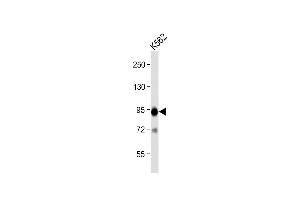 Anti-B-RAF Antibody  at 1:2000 dilution + K562 whole cell lysate Lysates/proteins at 20 μg per lane. (SNRPE Antikörper  (AA 424-453))