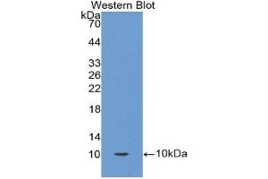Western Blotting (WB) image for anti-Oncomodulin (OCM) (AA 1-109) antibody (ABIN1860097) (Oncomodulin Antikörper  (AA 1-109))