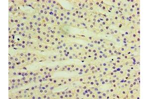 Immunohistochemistry of paraffin-embedded human adrenal gland tissue using ABIN7167365 at dilution of 1:100
