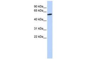 Image no. 1 for anti-Zinc Finger Protein 454 (ZNF454) (AA 108-157) antibody (ABIN6740479) (ZNF454 Antikörper  (AA 108-157))