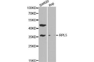 Western blot analysis of extracts of various cell lines, using RPL5 antibody. (RPL5 Antikörper  (AA 1-95))