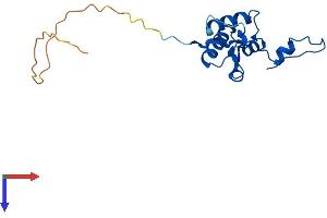 MRPL50 Protein (AA 1-159) (His tag)