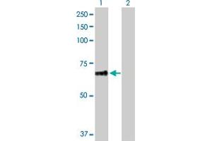 Western Blotting (WB) image for anti-Pleckstrin Homology Domain Containing, Family A (Phosphoinositide Binding Specific) Member 8 (PLEKHA8) (AA 1-440) antibody (ABIN529765)