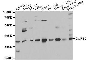 Western blot analysis of extracts of various cell lines, using COPS5 antibody (ABIN6291035) at 1:1000 dilution. (COPS5 Antikörper)