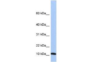 WB Suggested Anti-FAU Antibody Titration: 0. (FAU Antikörper  (Middle Region))